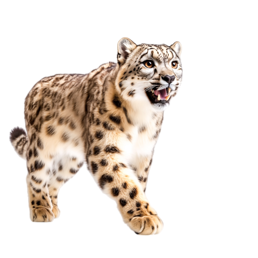 Snow Leopard Walking Elegantly in Natural Habitat png