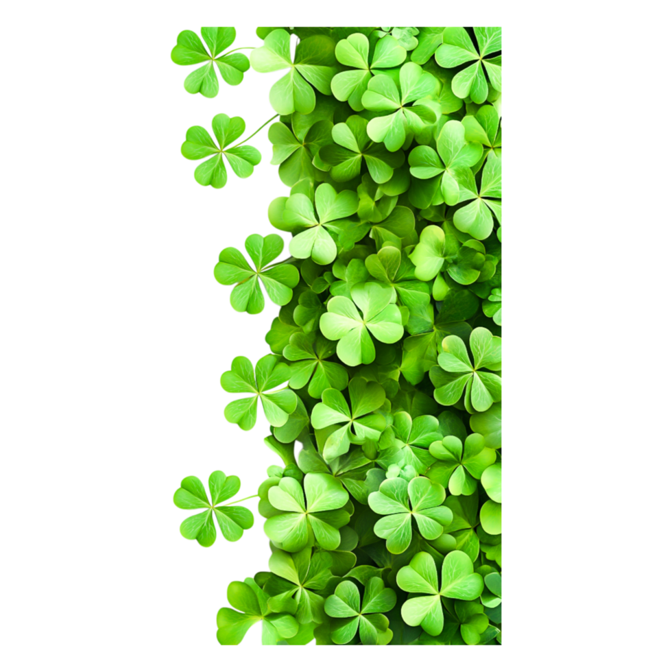 Lush Green Shamrocks with Vibrant Clovers and Fresh Leaves Background png