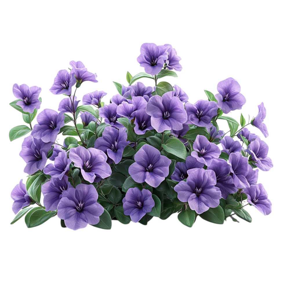 Cluster of delicate purple flowers in full bloom with their petals arranged in a mesmerizing pattern of natural beauty png