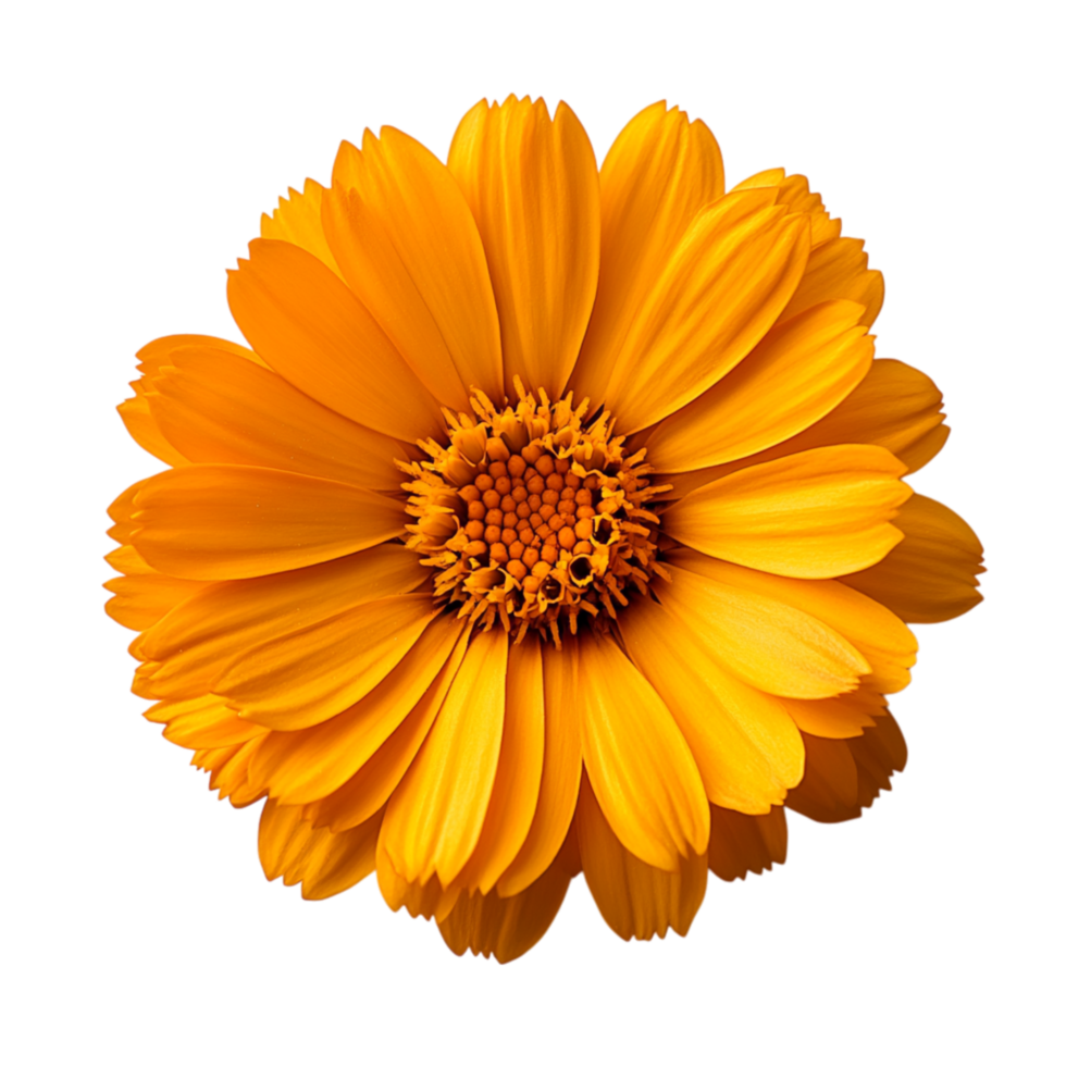 Bright orange calendula flower with delicate layered petals and a radiant center represents beauty healing and the vibrant charm of botanical wonders png