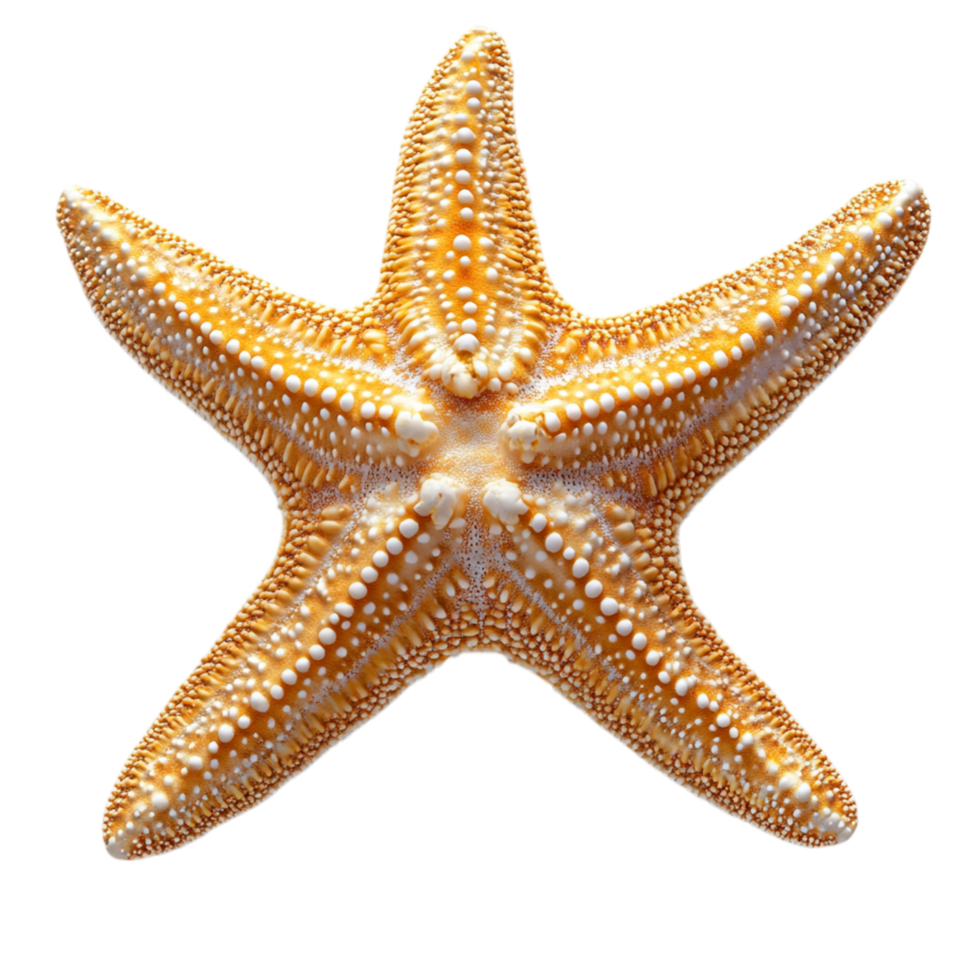 Golden starfish with intricate patterns and a smooth sandy texture symbolizes coastal charm ocean treasures and the allure of marine wildlife png