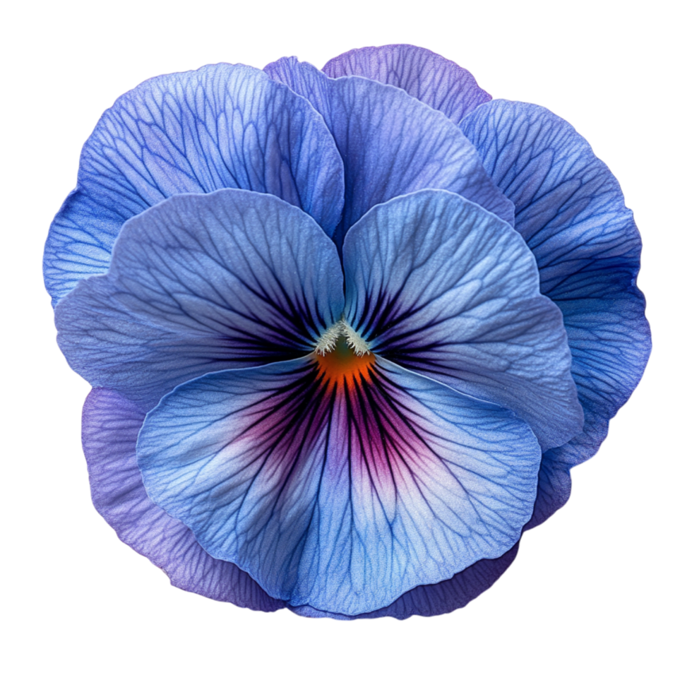 Delicate blue pansy flower with soft petals symbolizing tranquility and the gentle charm of natures floral wonders png