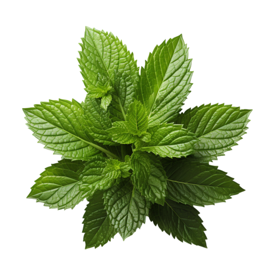 Mint leaves with a rich green hue and a textured surface arranged beautifully representing freshness cooling effects and the fragrant herb widely used for culinary medicinal and aromatic purposes png