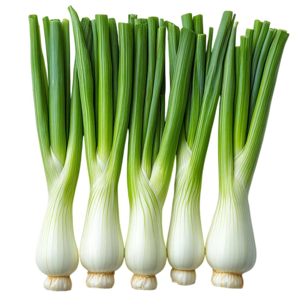Green onions with thick leafy tops and firm white bases lined up beautifully representing nutrition vibrancy and the versatile vegetable that adds a mild pungent flavor to various culinary creations png