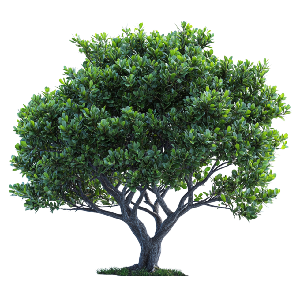 Lush green tree with a sturdy trunk and full canopy standing tall symbolizing growth strength and the timeless serenity of natures presence png