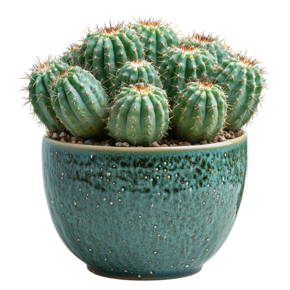 Potted cactus with thick green spines housed in a rustic blue ceramic pot symbolizing endurance adaptability and the charm of desert plants png