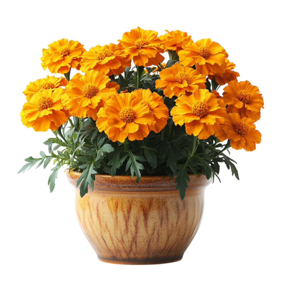 Small wooden pot filled with blooming orange marigold flowers and lush green leaves represents warmth and the cheerful vibrancy of natures colors png