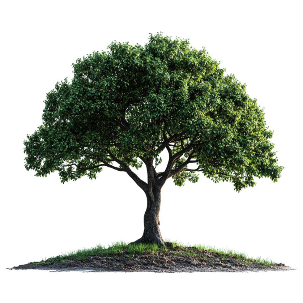 Strong and healthy tree with lush green leaves stands alone against a white symbolizing growth and resilience png