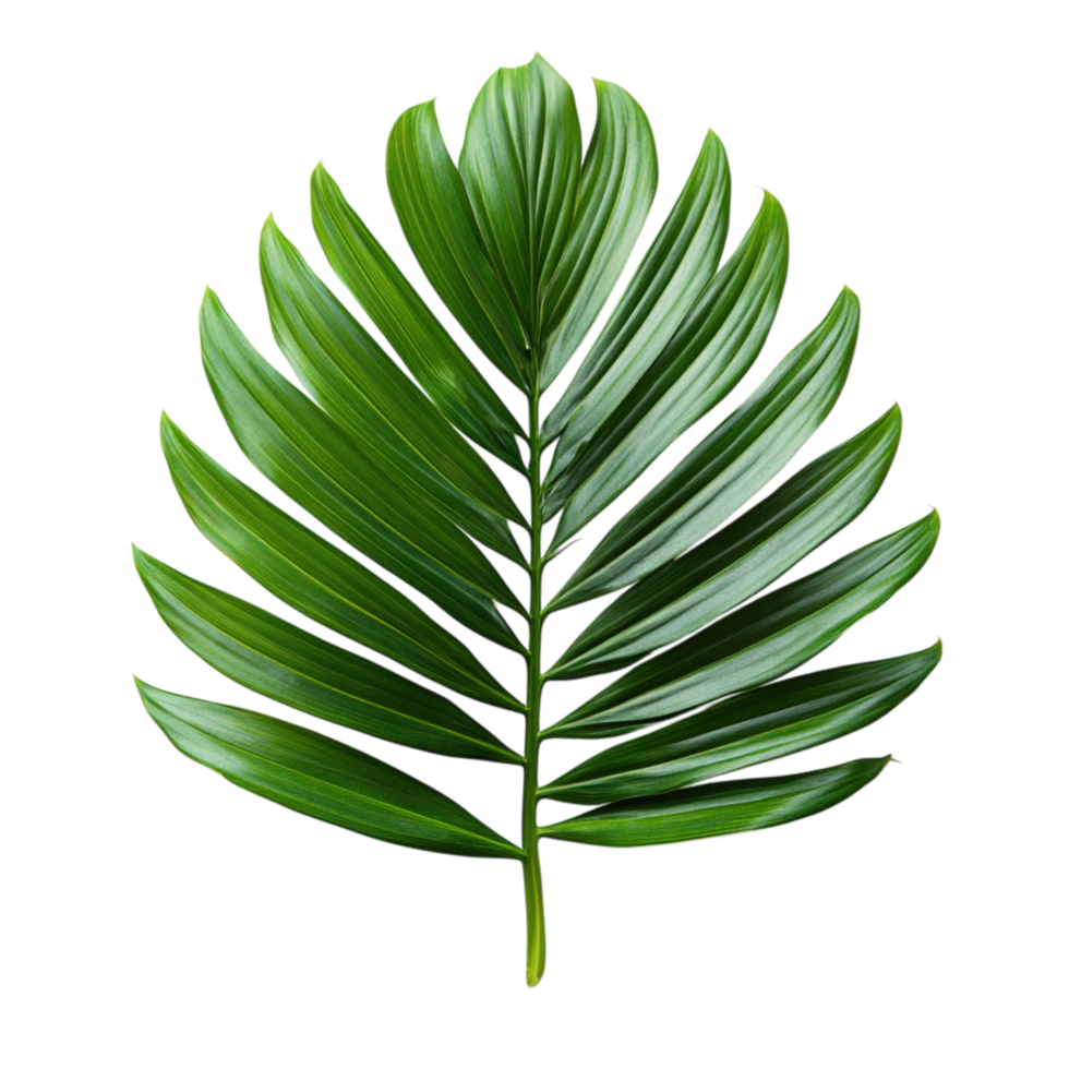 Vibrant green palm leaf with a glossy surface and perfect symmetry stands out with its tropical and fresh appearance png