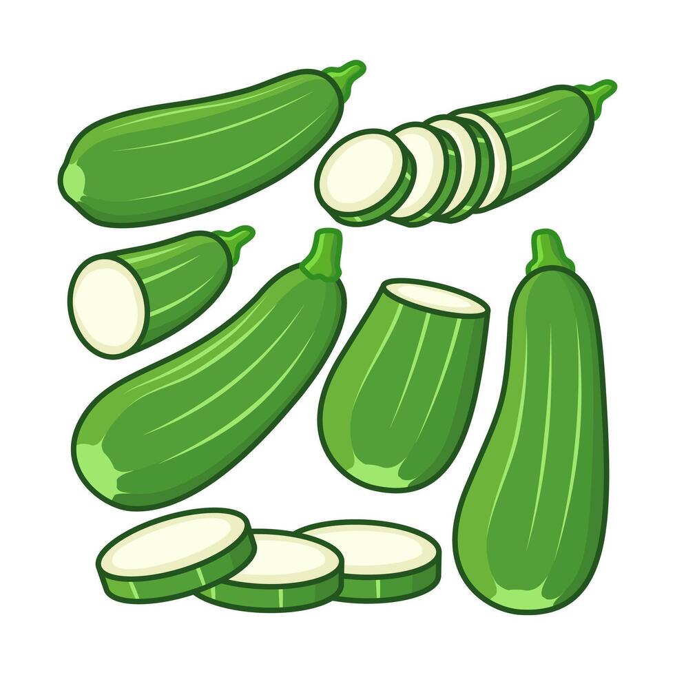 Whole and opened zucchini are arranged in various ways. vector