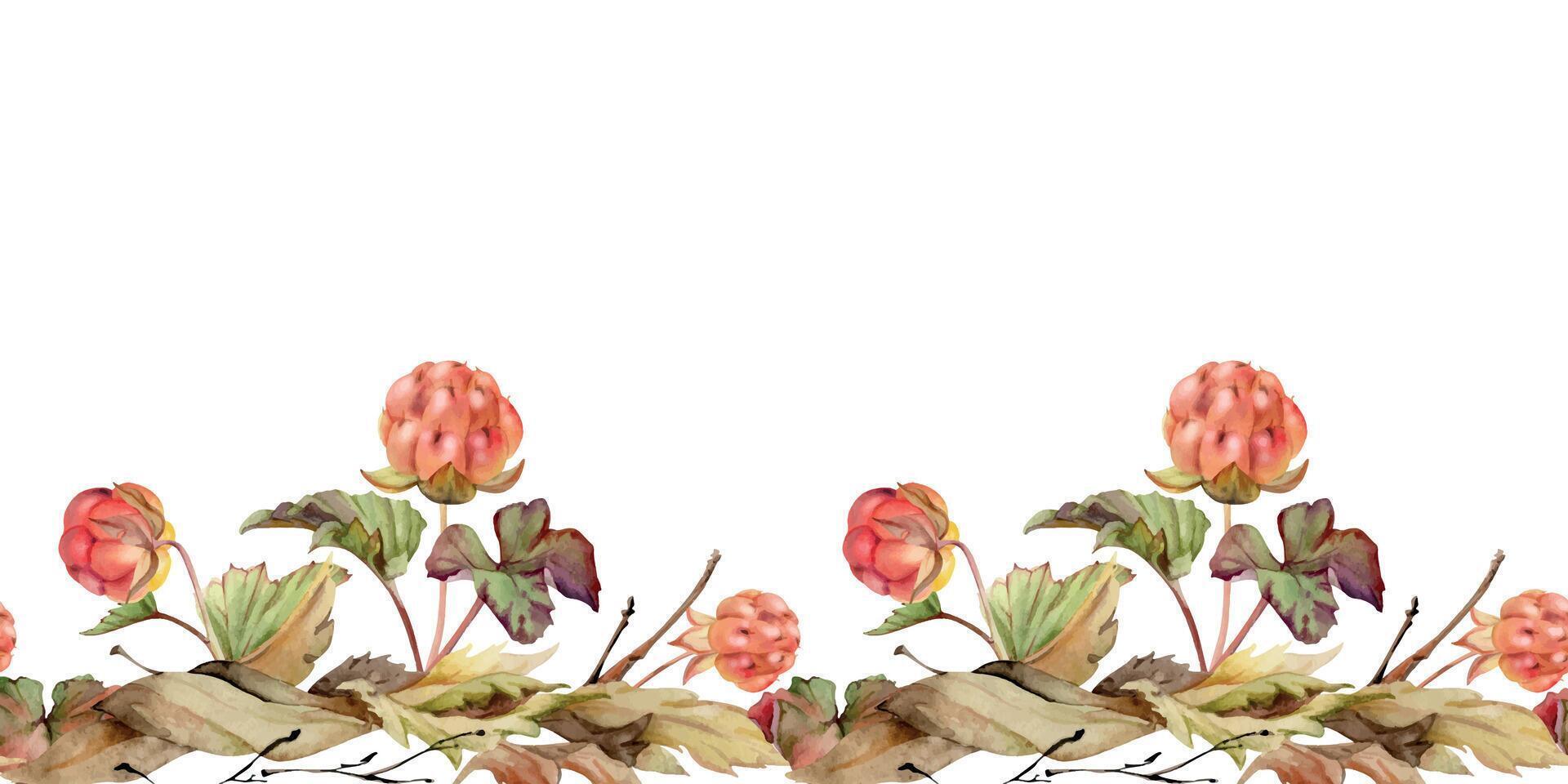 Cloudberry raspberry with autumn leaves, hand drawn in watercolor, forest berry in group clusters on stems. Seamless banner garland illustration, for restaurant, cafe menu, wedding, farmers market vector