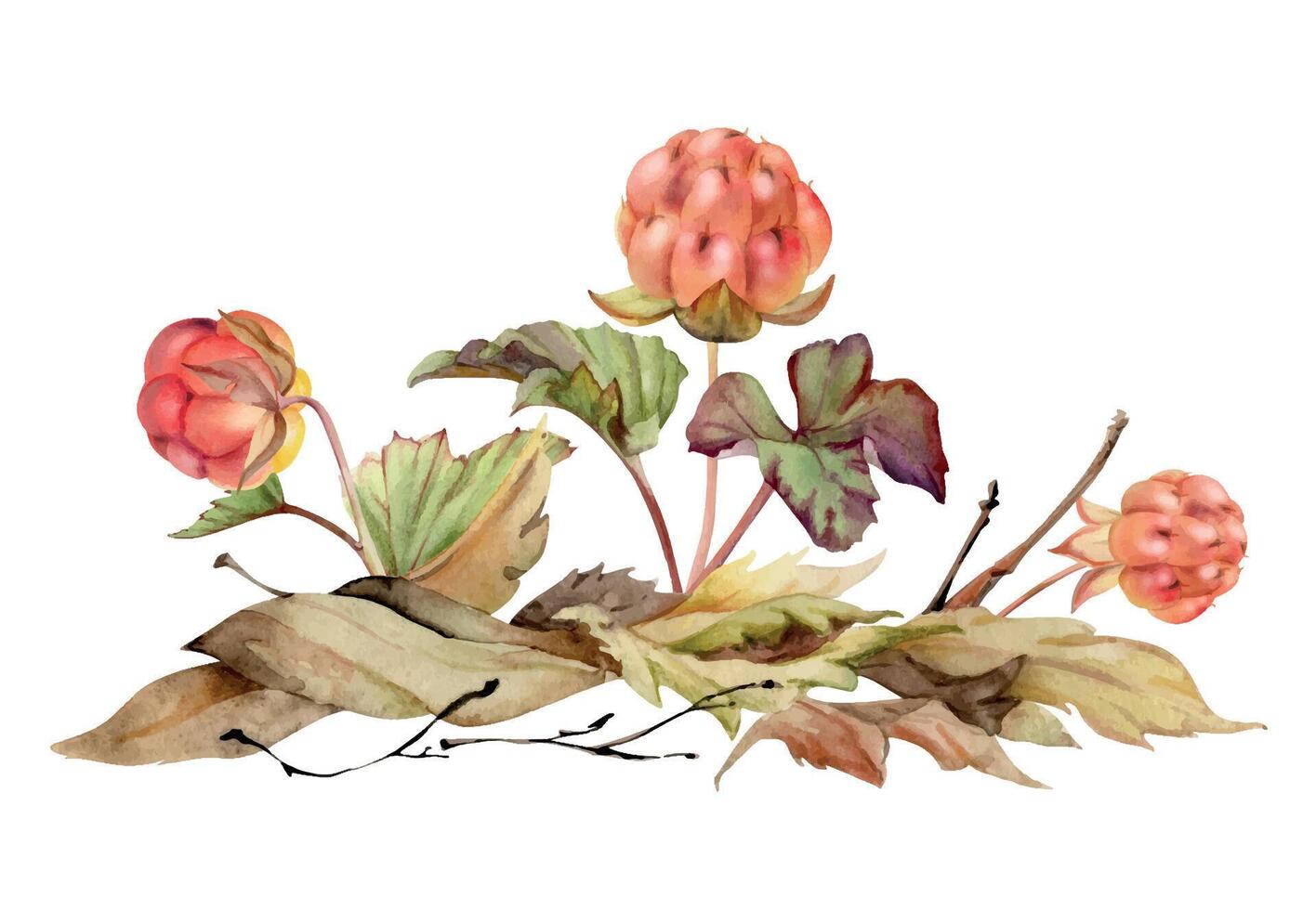 Cloudberry raspberry in autumn leaves on stem, hand drawn in watercolor, red ripe Scandinavian forest berry. Isolated botanical illustration for dessert cafe menu, restaurant, wedding, farmers market vector