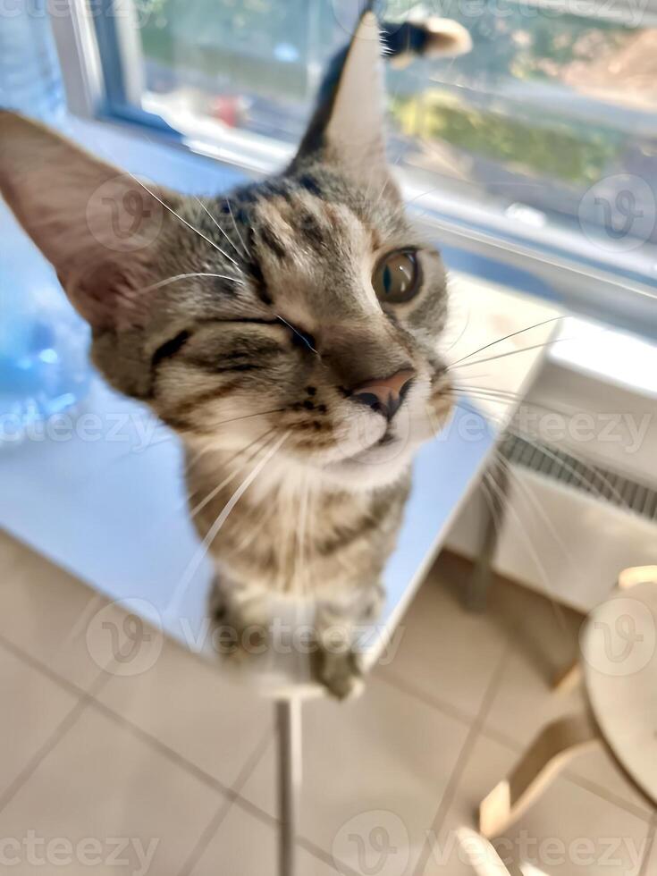 Close-up of a funny winking cat photo