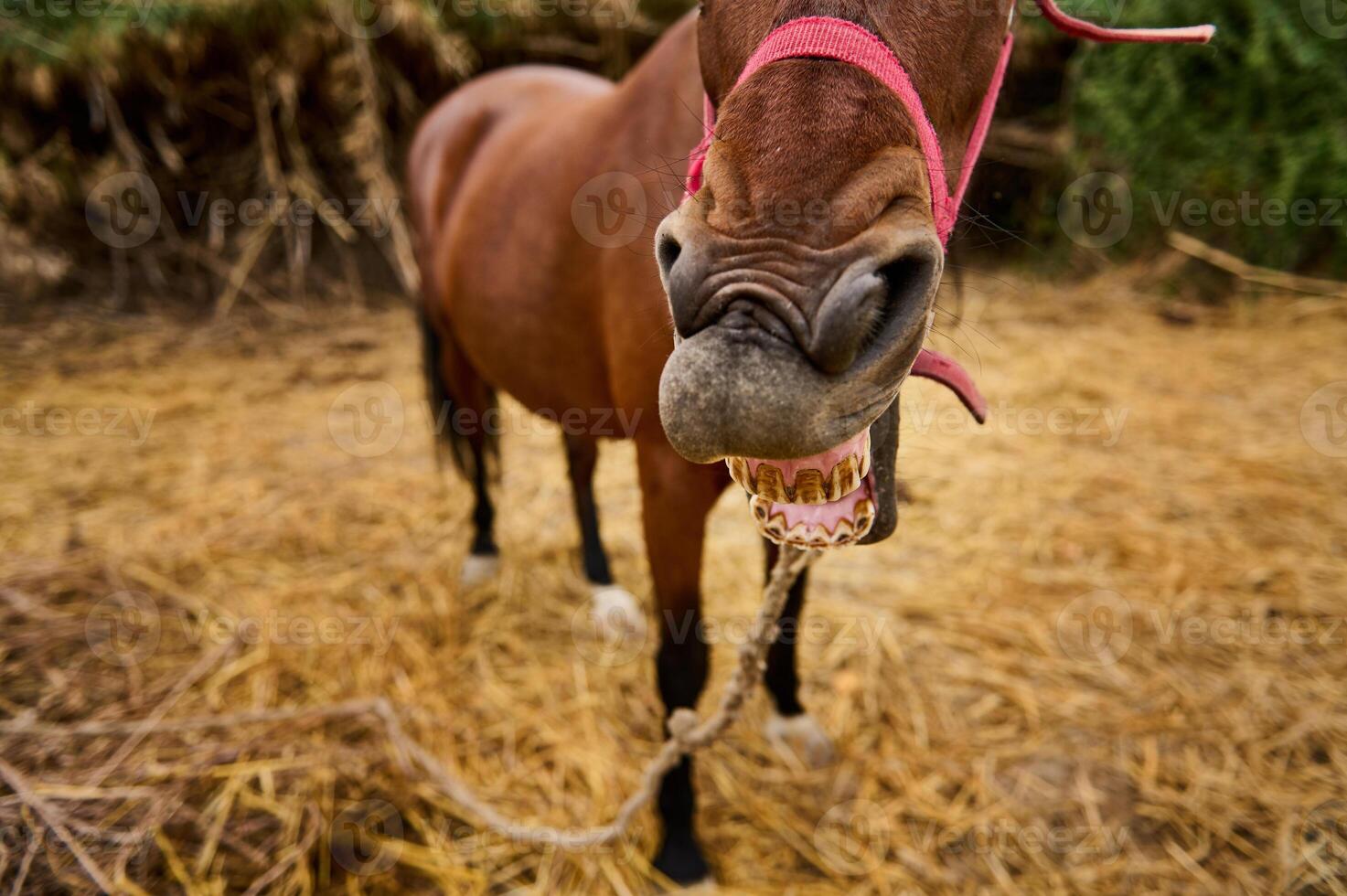Playful Horse Making a Humorous Facial Expression in a Rural Setting photo