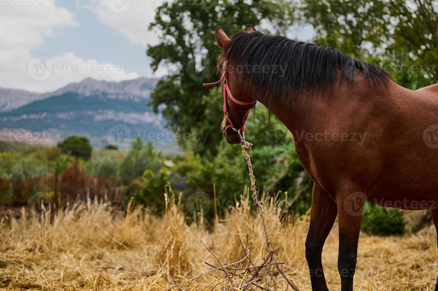 Brown horse standing in a field with a scenic mountain backdrop photo