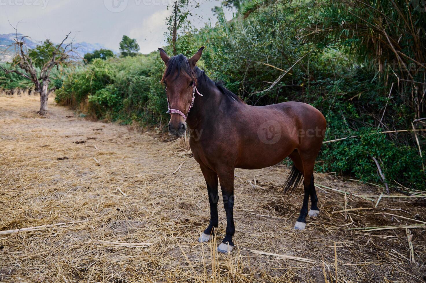 Brown horse standing in a natural outdoor setting near lush greenery photo