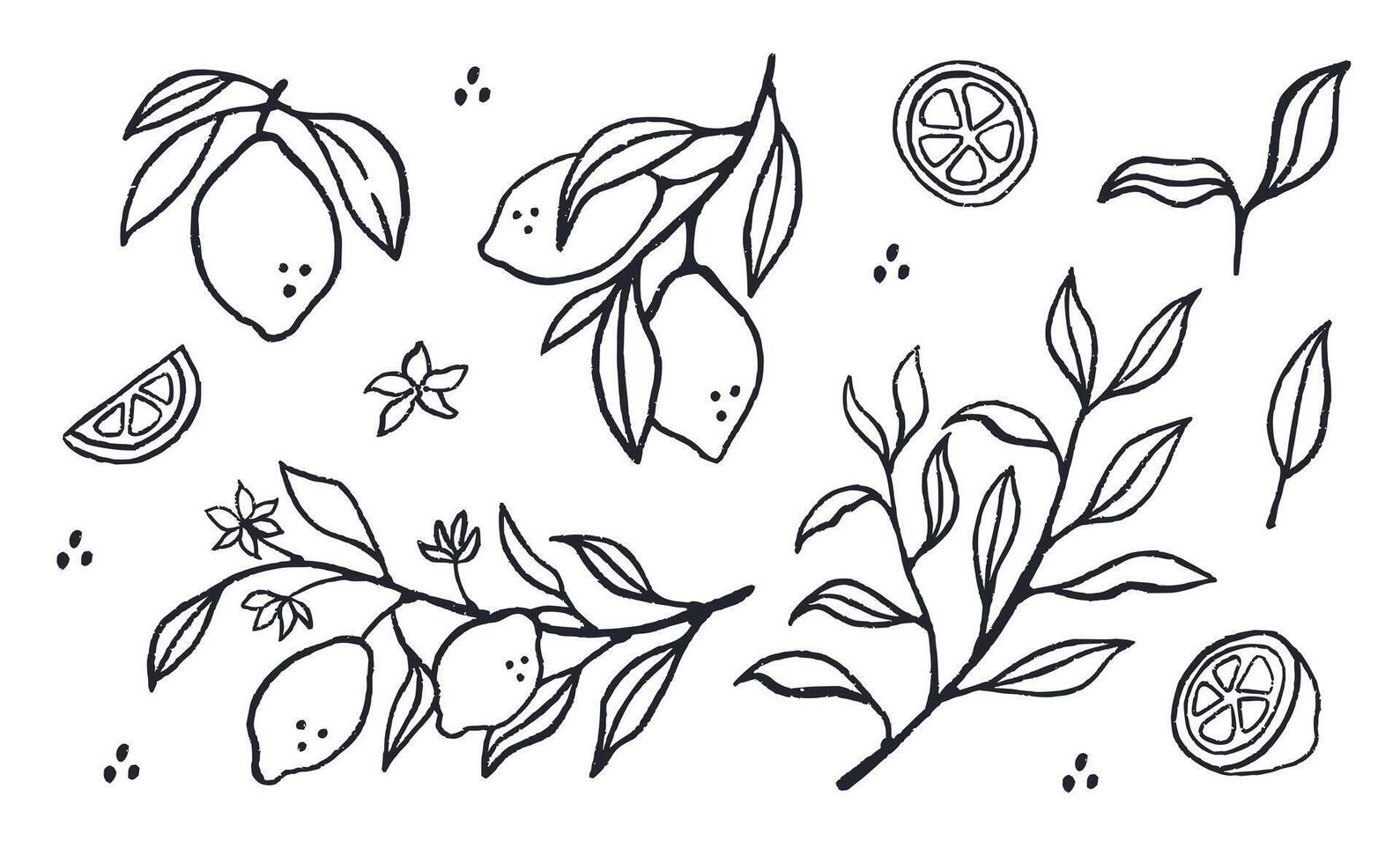 Hand drawn set of lemons fruit. Slice of lemon with branch and flower in ink doodle style. Line art. vector