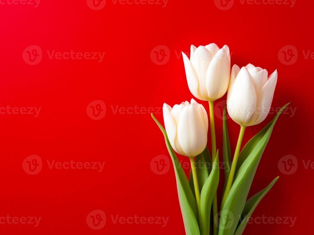 Bouquet of white tulips on red background with copy space photo