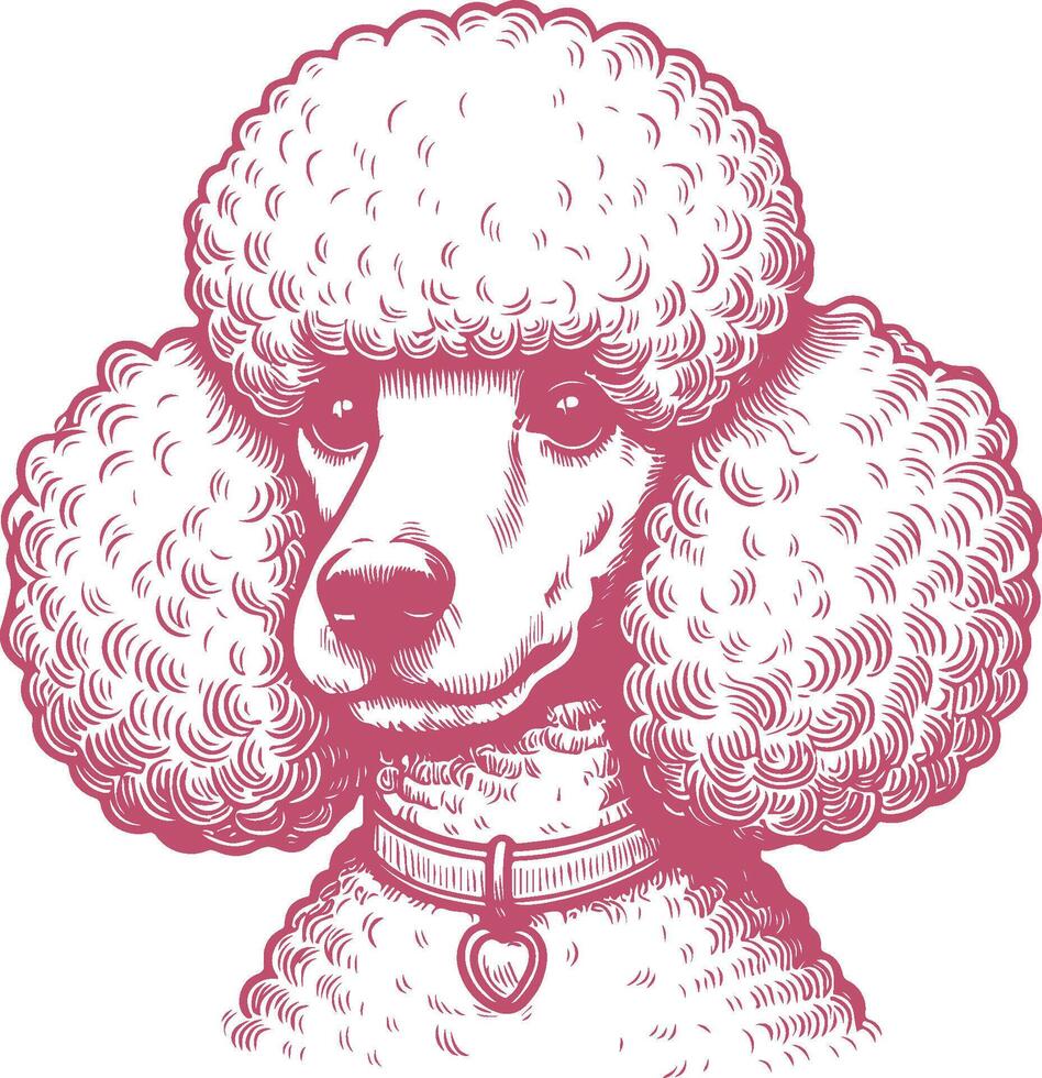 Vintage Poodle Head Engraving Illustration Detailed Hand Drawn Dog Sketch vector