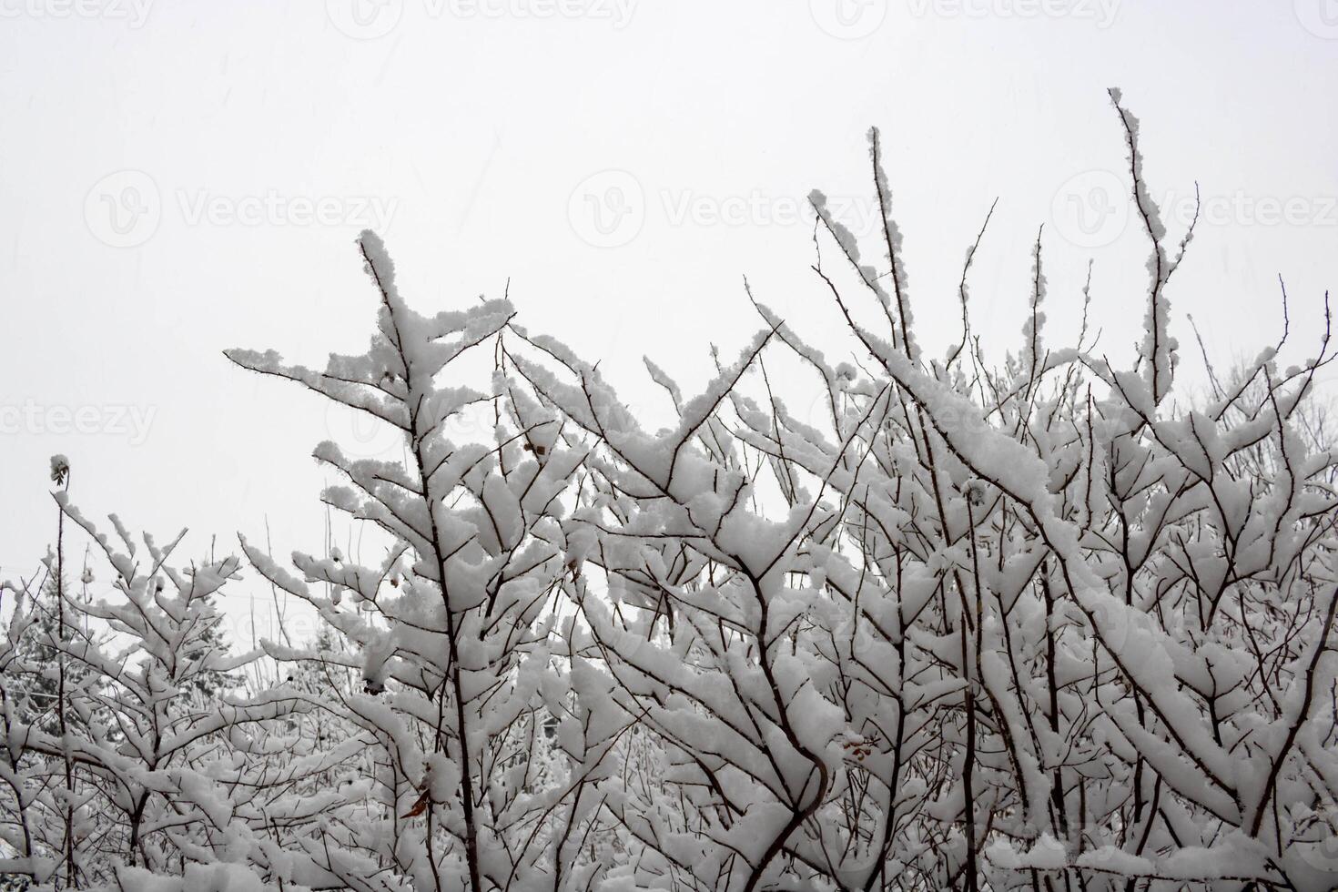 Bushes covered with fluffy white snow after a blizzard. photo