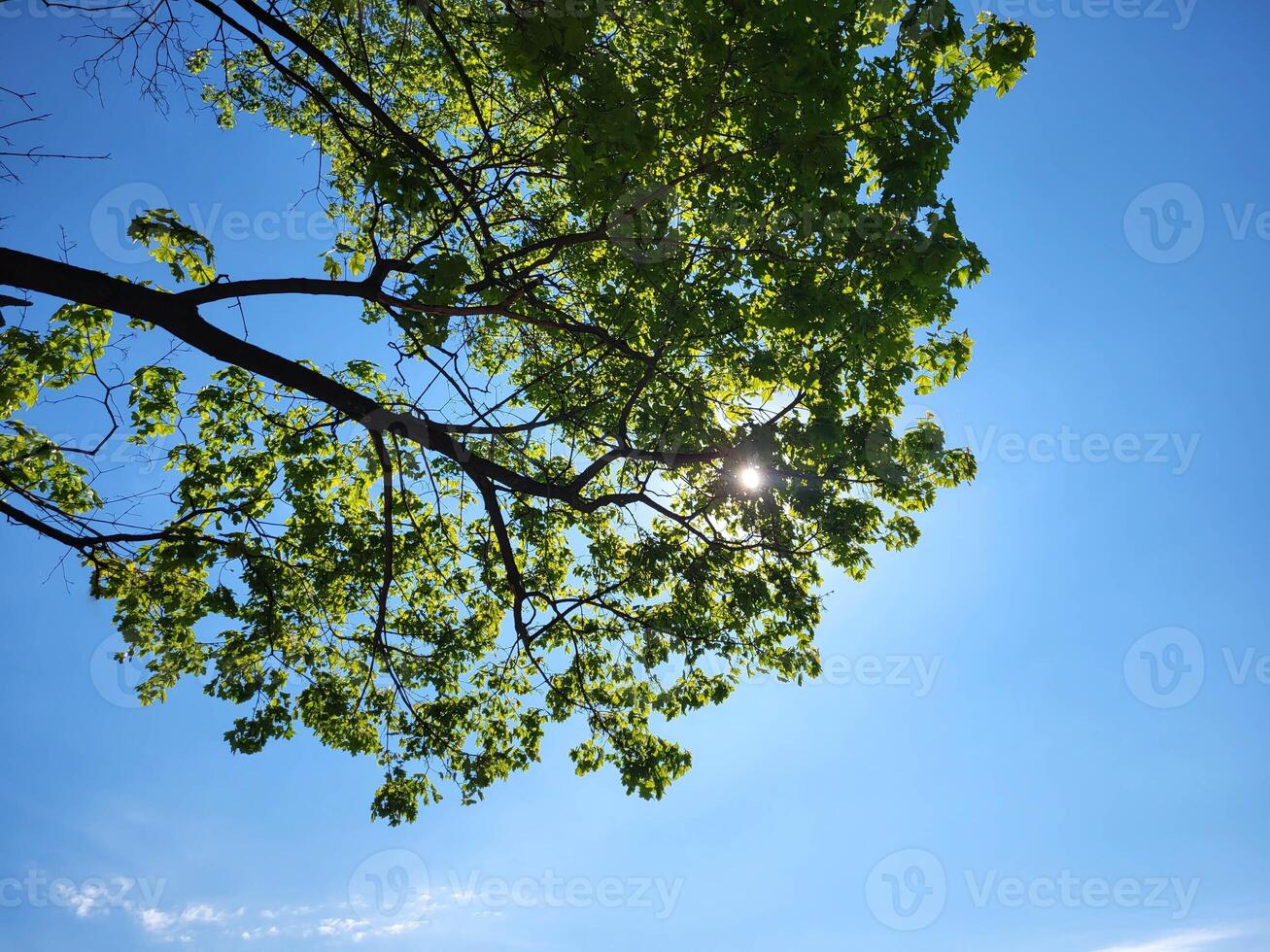 On a clear spring day, a glimmer of sunlight in the foliage of trees against the blue sky photo