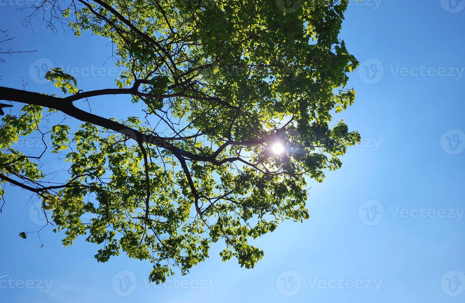 A glint of sunlight in the foliage of trees against a blue sky photo