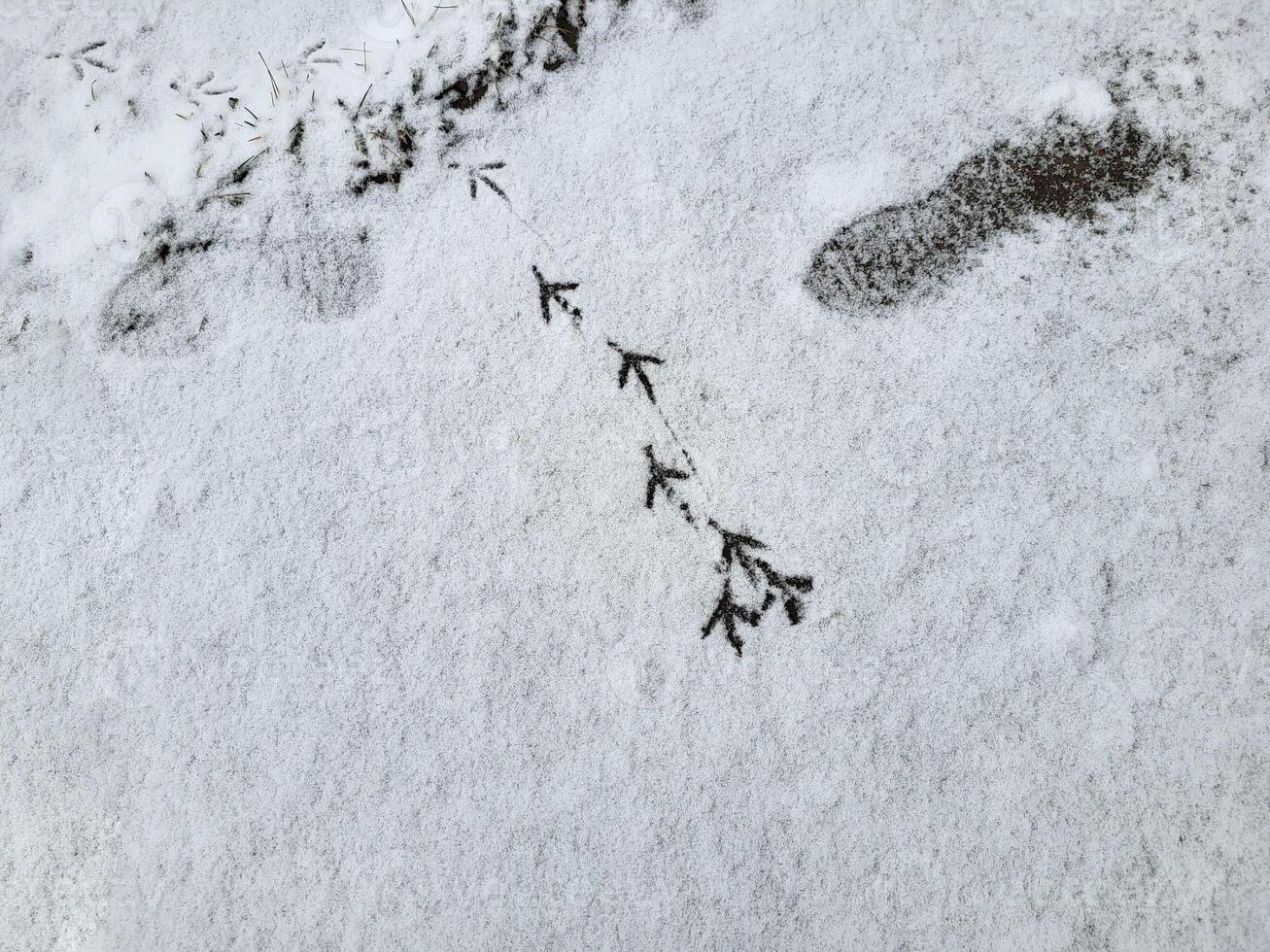 Pigeon tracks on the white snow. The concept of a frosty winter. photo