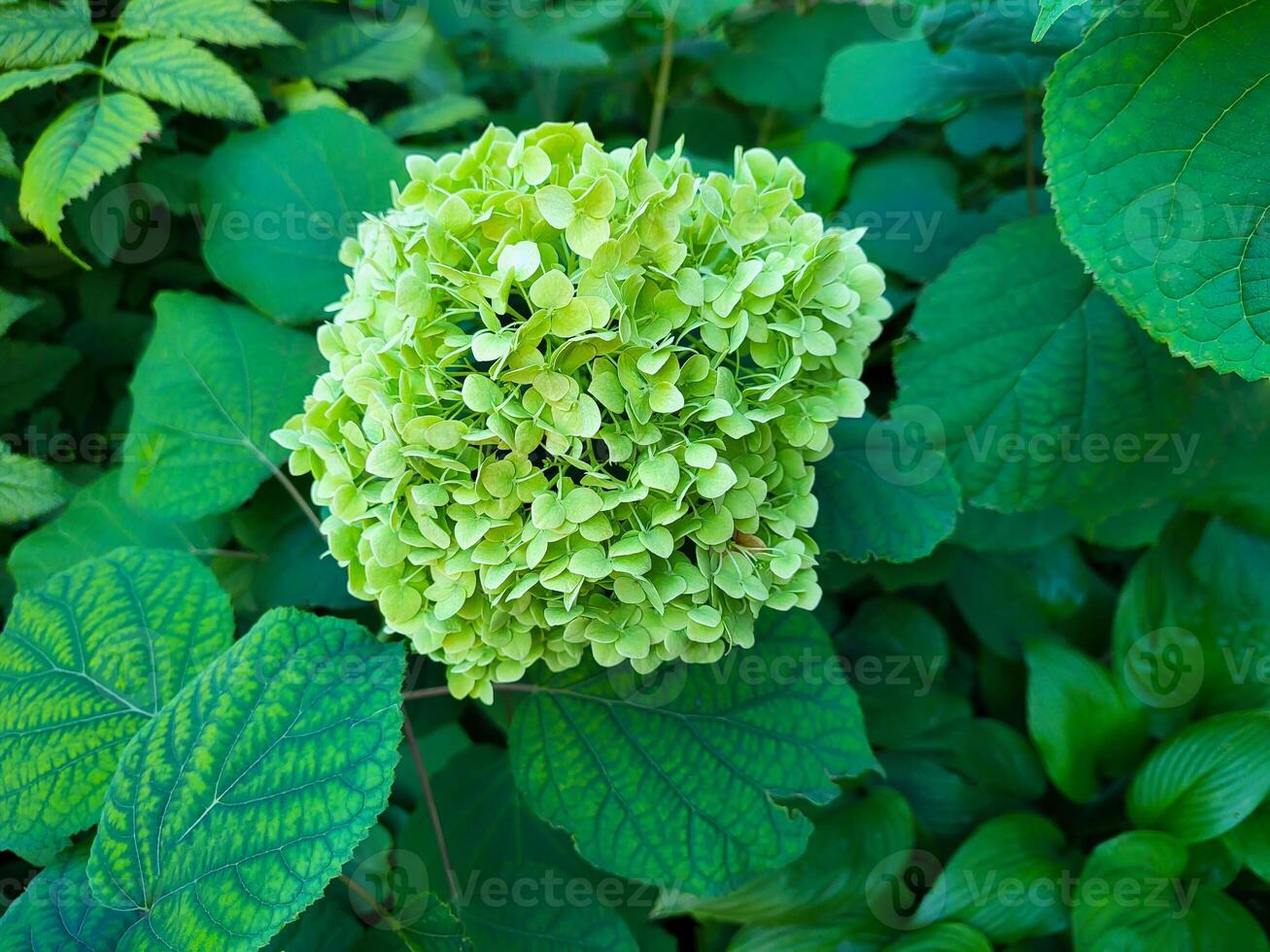 A large blooming green hydrangea flower on the background of its green leaves in the park photo