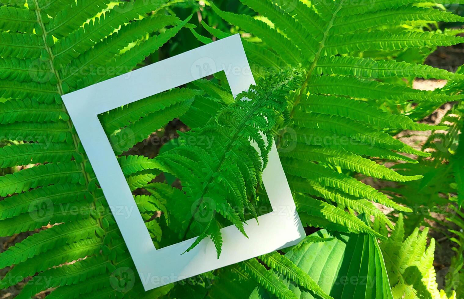 Fresh green fern branches and a cardboard white photo frame.