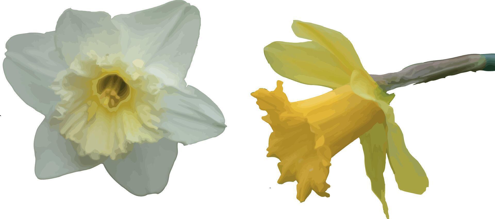 Two daffodils are shown in different colors vector