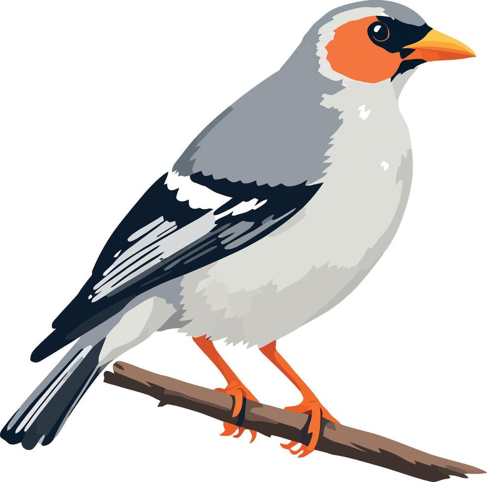 A bird with orange beak and black and white feathers vector