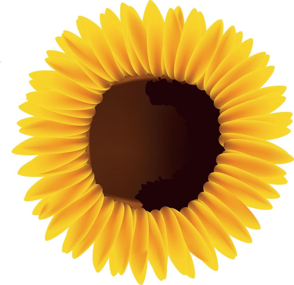 Vibrant yellow sunflower with dark center vector