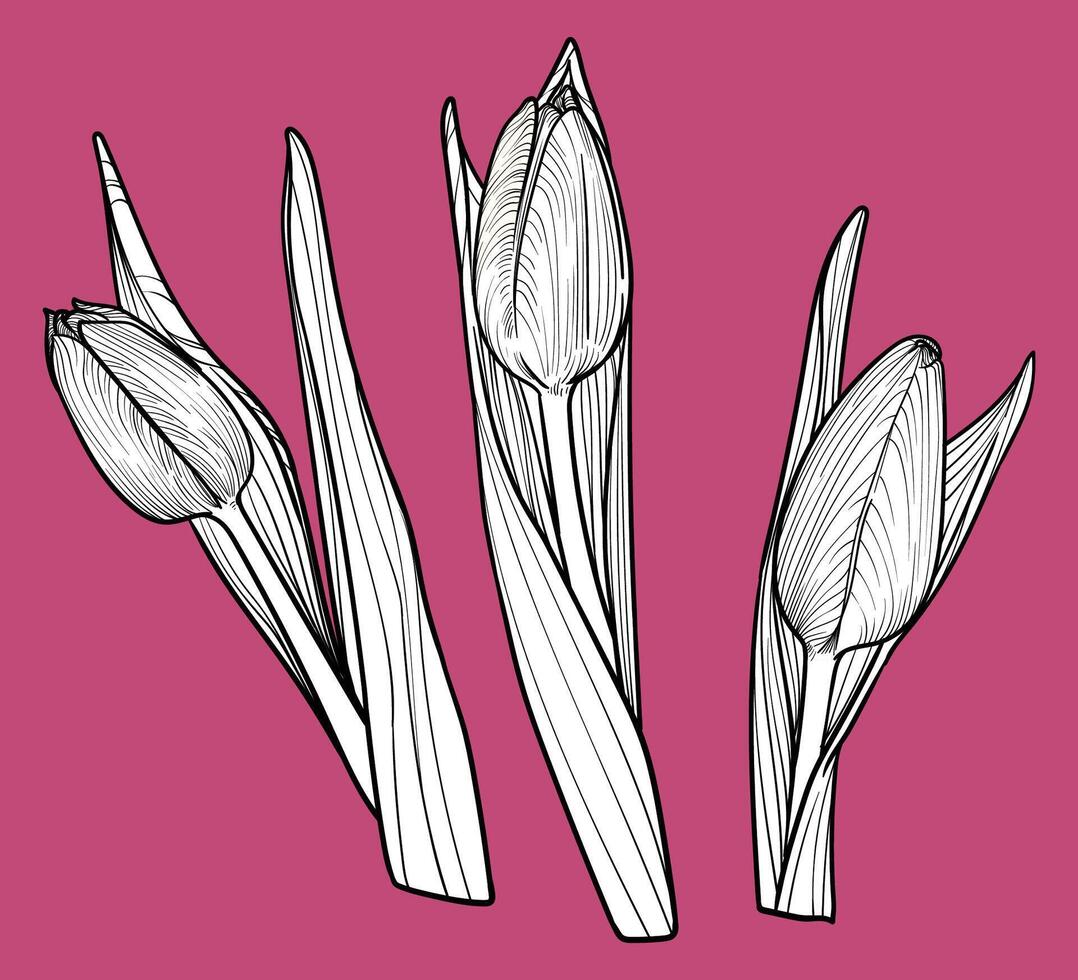 Hand drawn tulips with petals, flowers, leaves, stem. Spring flowers ...