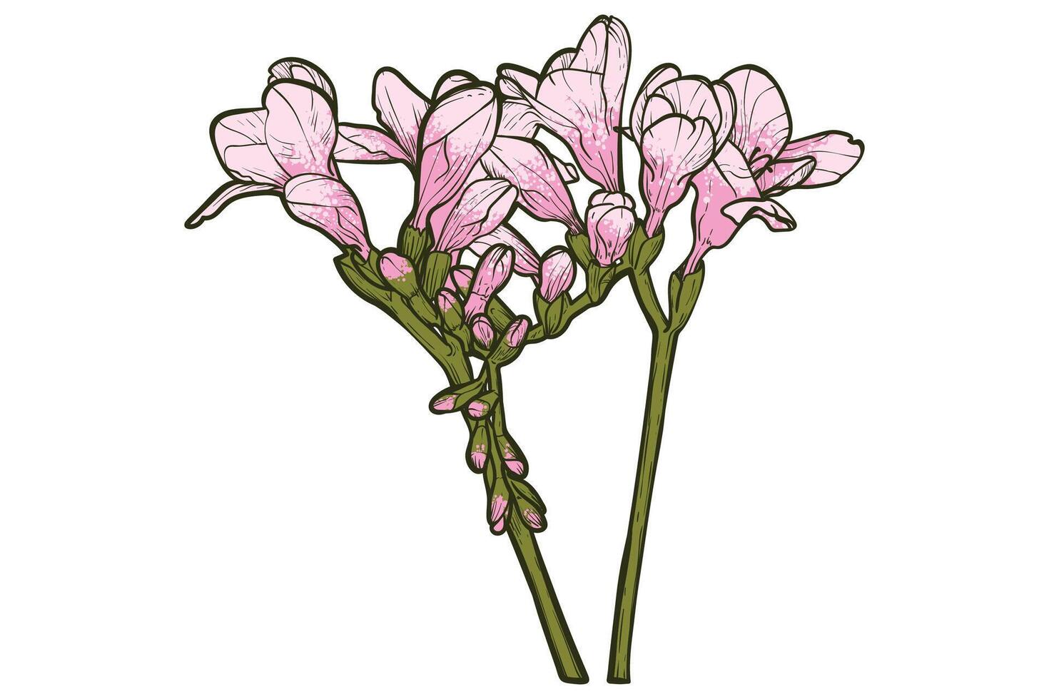 Hand drawn freesia flowers set. Pink spring flowers isolated on a white background with flowers, buds on stems. All outline and fill are in separate groups. vector