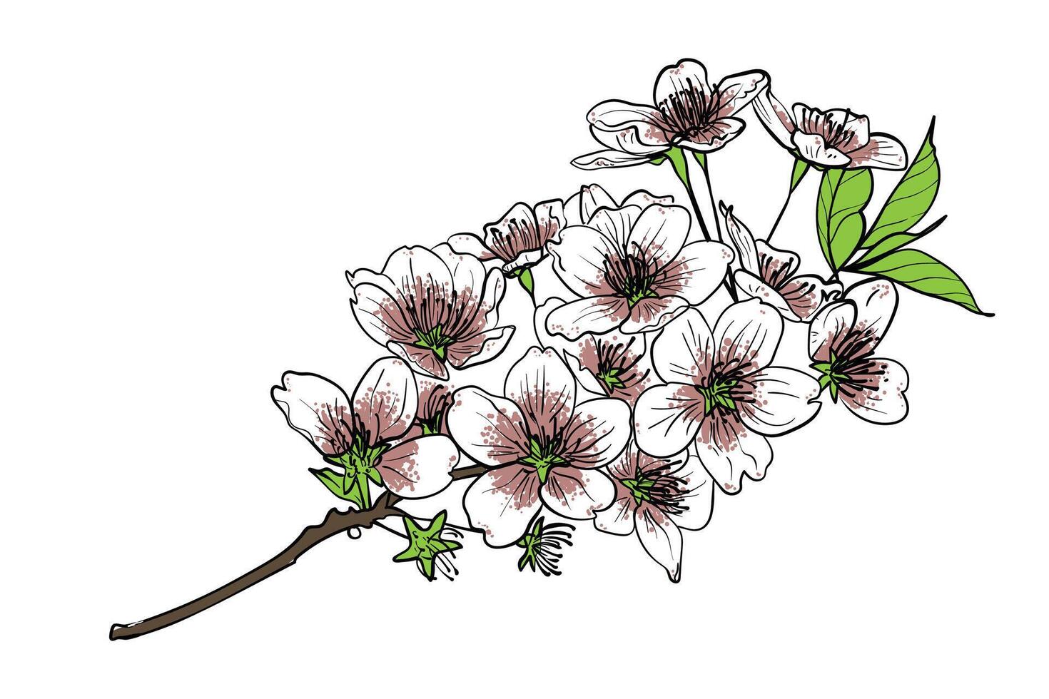 Black line art, white and pink petals with green leaves on brown branches. Hand drawn cherry blossoms for print and online design projects. These assets are ready to use, easy to edit. vector