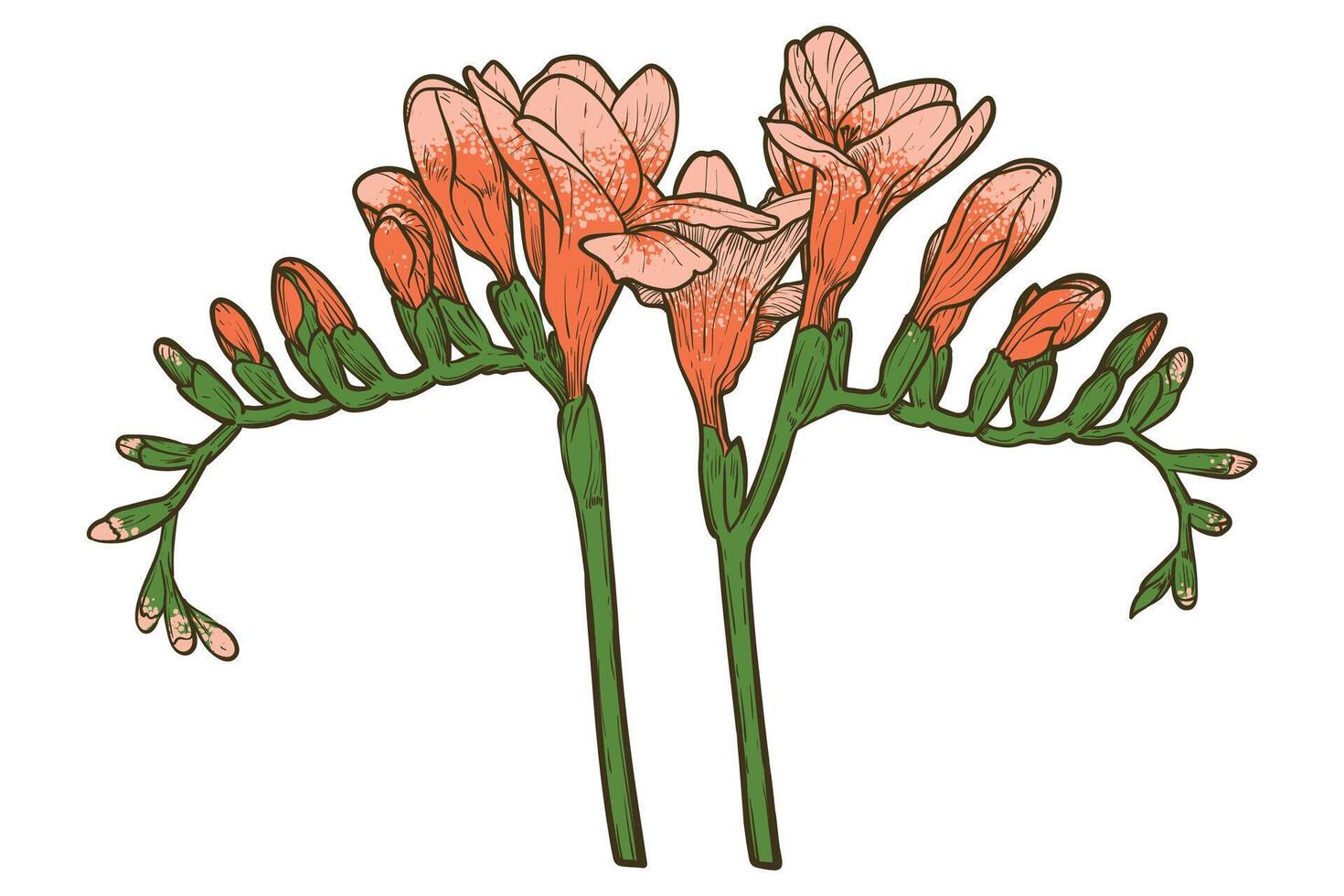 Hand drawn freesia flowers set. Orange spring flowers isolated on a white background with flowers, buds on stems. All outline and fill are in separate groups. vector
