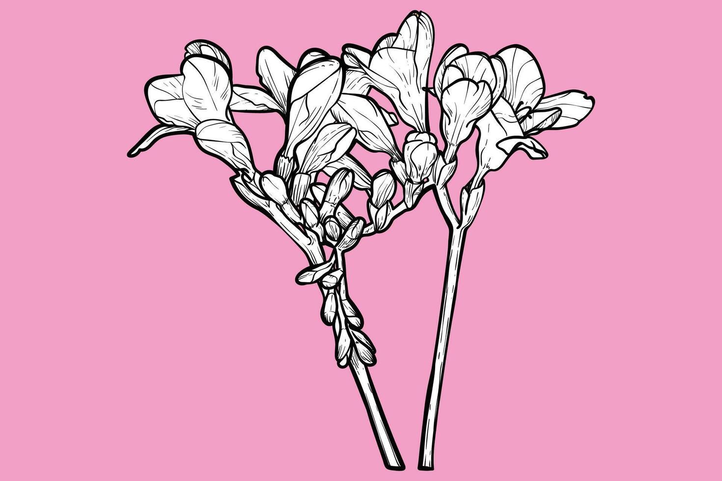 Hand drawn freesia flowers. Spring flowers isolated on a pink background with flowers, buds on stems. All outline and fill are in separate groups. vector