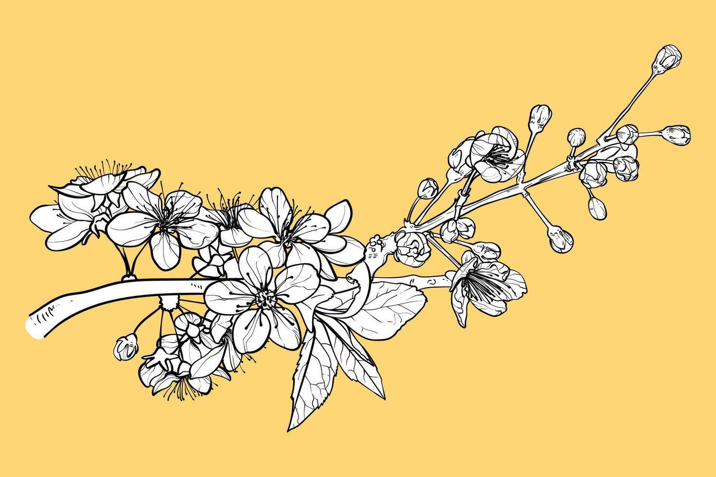 Elegant cherry blossoms for print and online design projects. Hand drawn black outline, white fill on separate groups. These assets are ready to use, easy to edit. vector