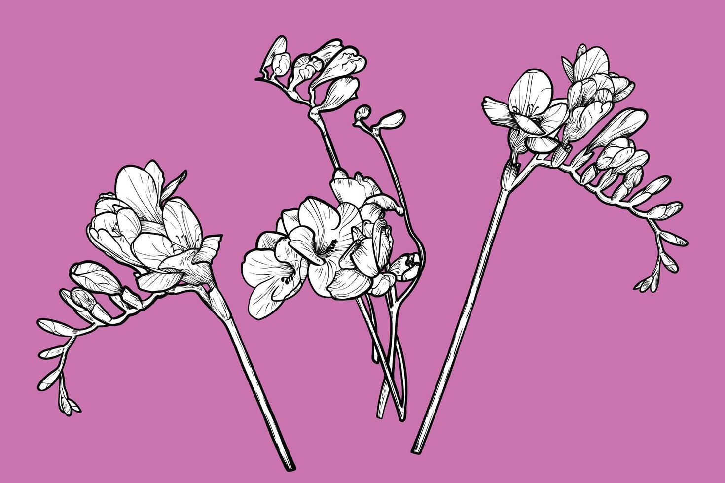 Hand drawn freesia flowers set. Spring flowers isolated on a pink background with flowers, buds on stems. All outline and fill are in separate groups. vector