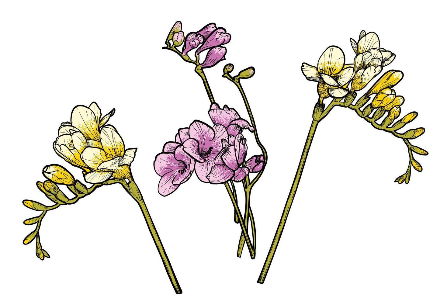 Hand drawn freesia flowers set. Pink and yellow spring flowers isolated on a white background with flowers, buds on stems. All outline and fill are in separate groups. vector