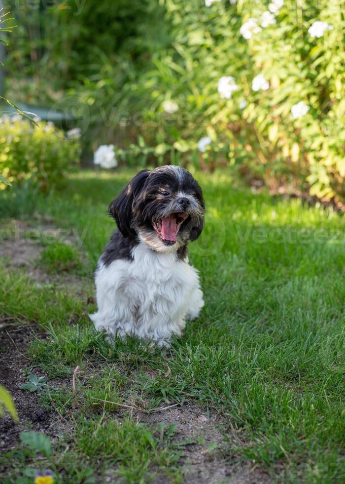 Black and White Shih Tzu Dog on Grass in Summer photo