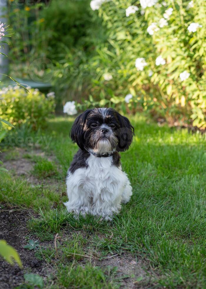 Black and White Shih Tzu Dog on Grass in Summer photo
