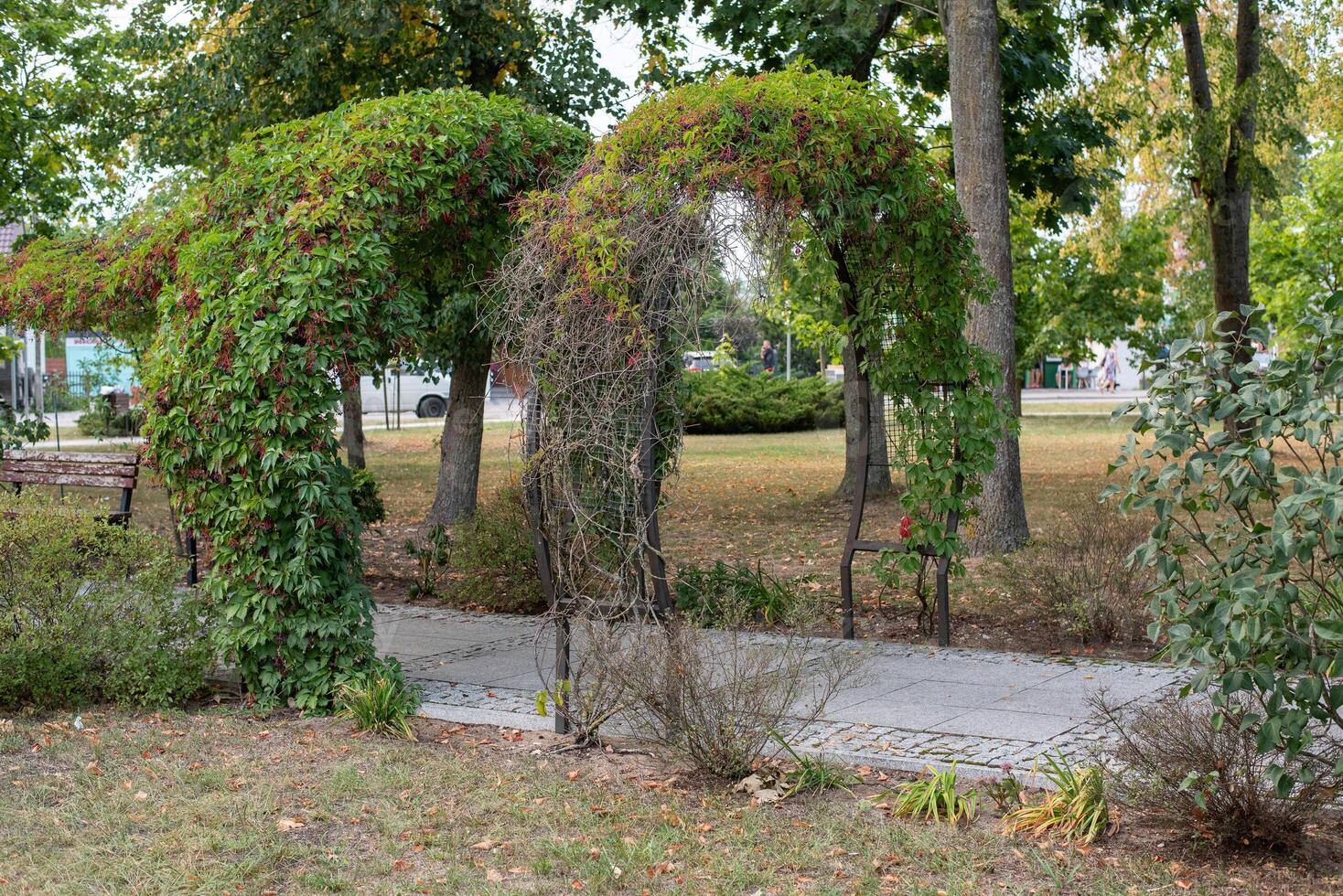 Tunnel of green plants in a city park photo