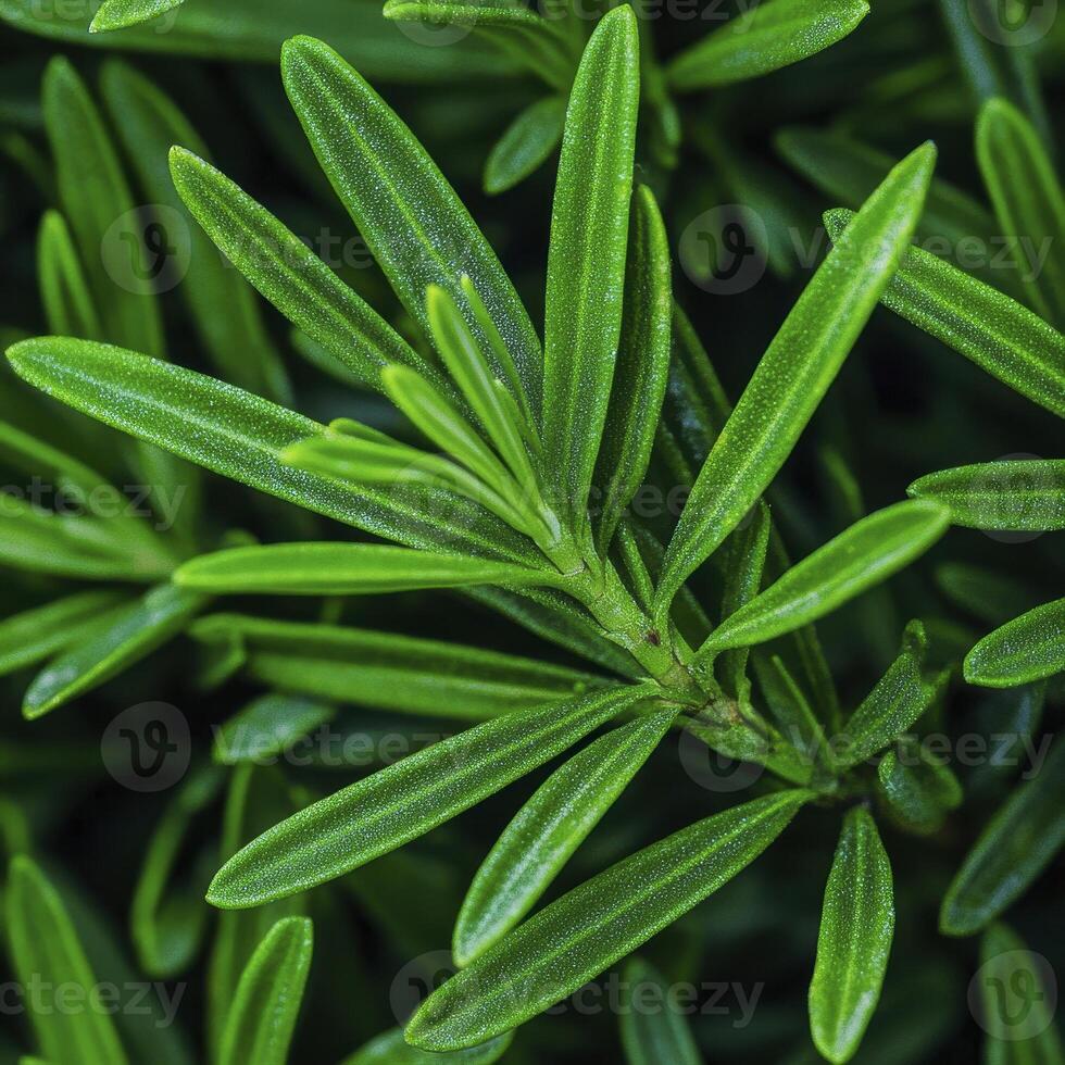 Lush green leaves of a rosemary plant showcasing intricate textures and vibrant colors in a natural setting photo