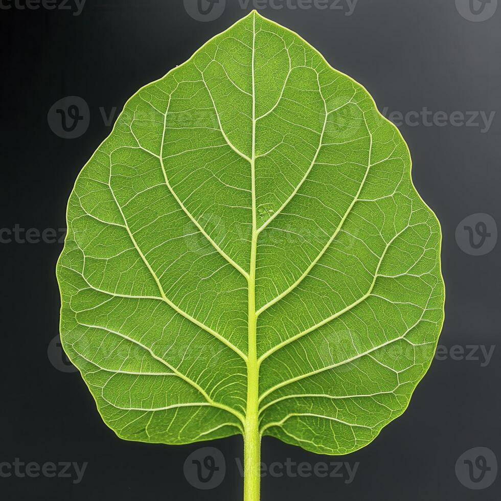 Close-up of a vibrant green leaf showcasing intricate vein patterns and textures against a dark background photo