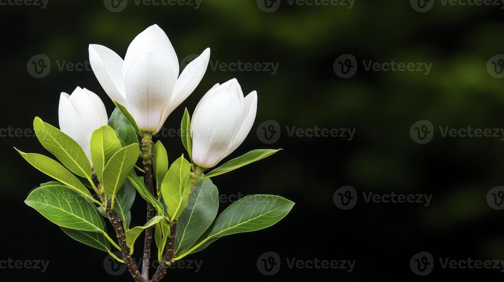 Delicate white magnolia flowers blooming on a slender branch against a blurred dark green background showcasing nature's beauty photo