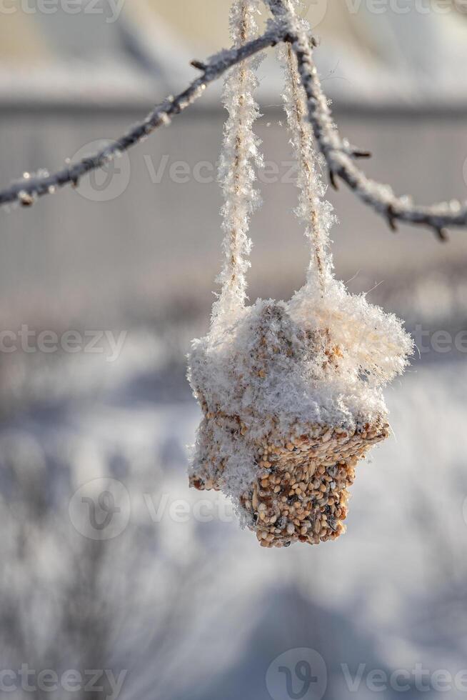 A bird feeder from brown seeds is on a gray tree in a park in winter. Vertical photo
