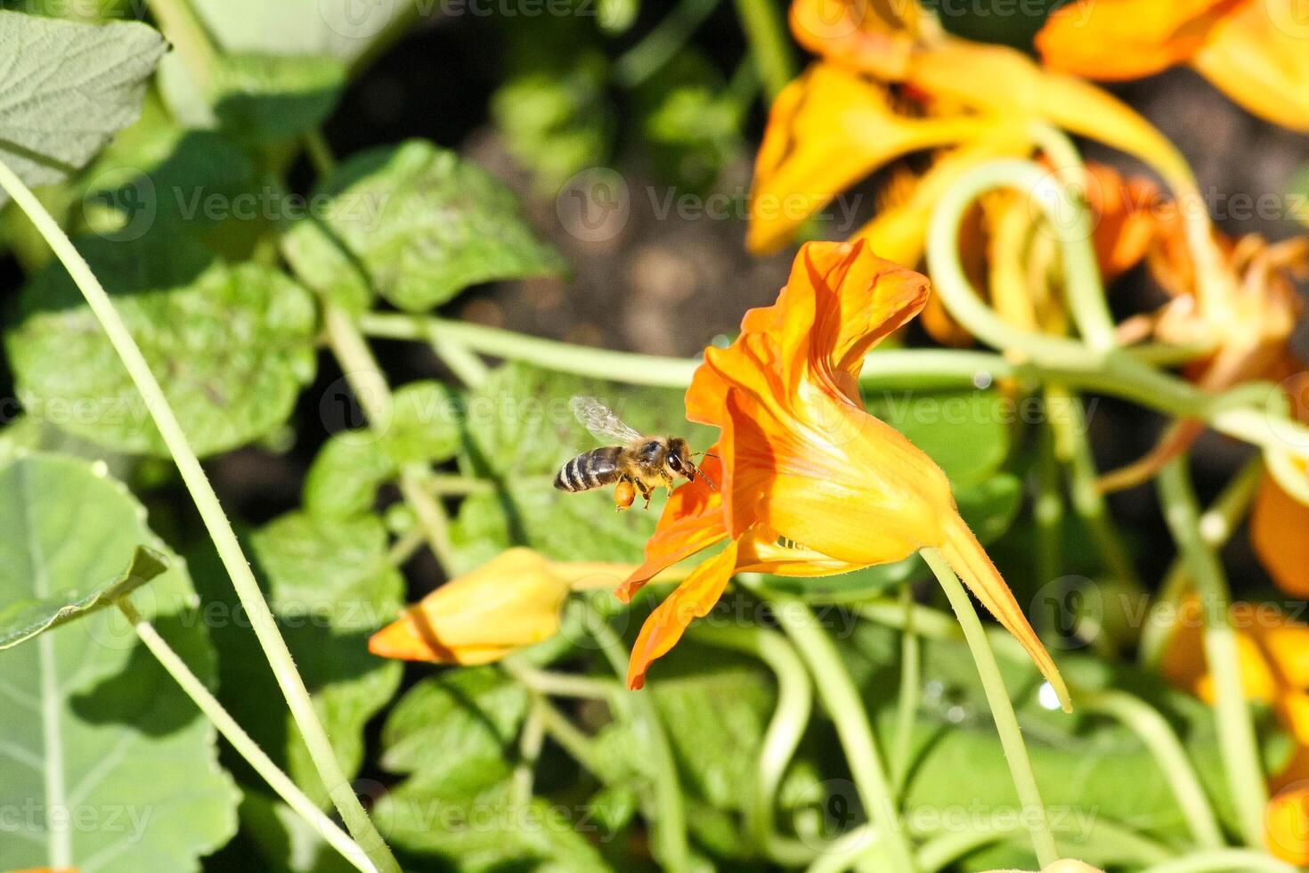 An orange bee fly with pollen pollinates a yellow nasturtium flower photo