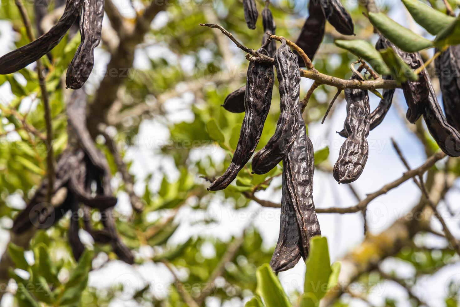 Bunch of carob tree with brown fruits in a park in summer photo