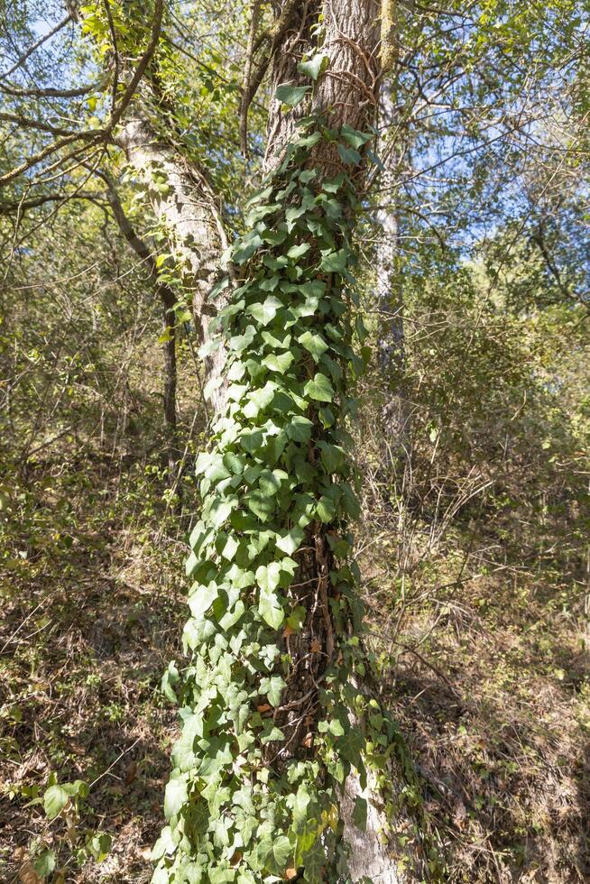 A beautiful old tree trunk entwined with green ivy with knots and cracks and twigs. Vertical photo